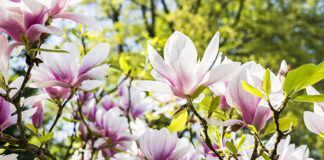 Pielęgnacja pięknych magnolii w ogrodzie