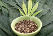 Jak przygotować nasiona marihuany do sadzenia