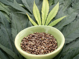 Jak przygotować nasiona marihuany do sadzenia