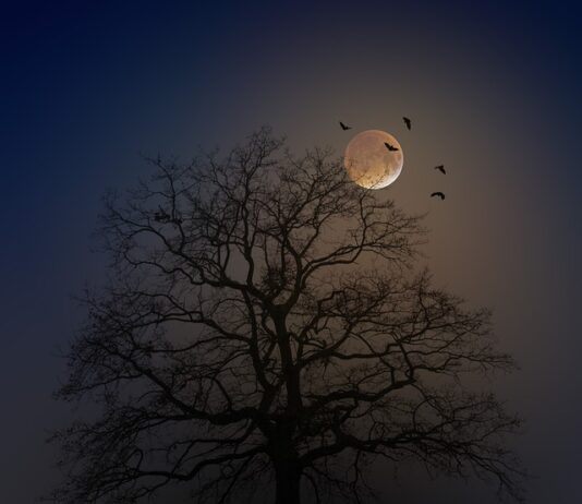 Jak zwabić nietoperze do budki?