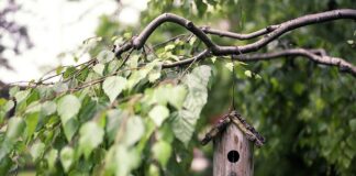 Jak zbudować duży karmnik dla ptaków?