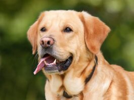 Czy labrador nadaje się do budy?