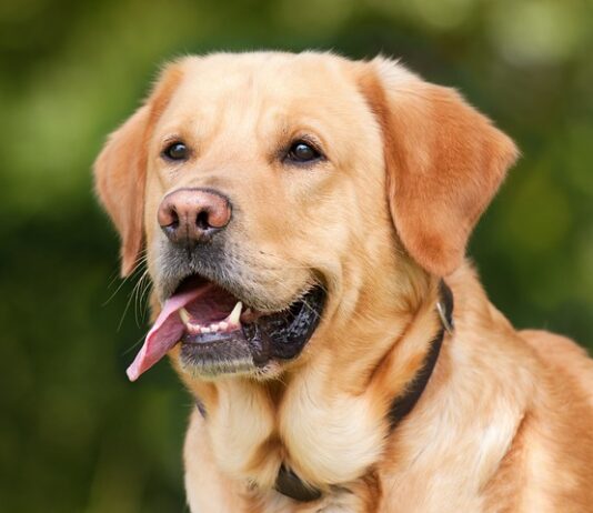 Czy labrador nadaje się do budy?