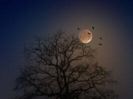 Gdzie śpią nietoperze w lato?