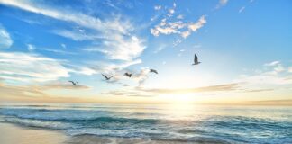 Jak zachęcić ptaki do budki lęgowej?