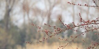 Kiedy zbierać owoce brzoskwini?