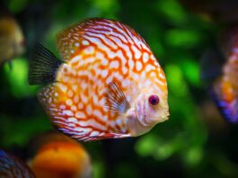 Co kupić na początek do akwarium?
