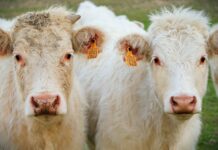 Jak dokonać dobrego wyboru cieląt? Jak dokonać dobrego wyboru cieląt
