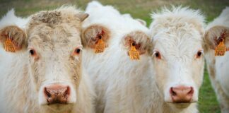 Jak dokonać dobrego wyboru cieląt