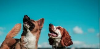 Pieskie życie, czyli o czym właściciele psów muszą pamiętać