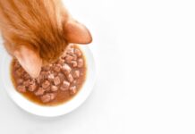 Karmy dla kotów – jak wybrać najlepszą i zadbać o zdrowe żywienie mruczka? Karmy dla kotów