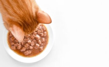 Karmy dla kotów – jak wybrać najlepszą i zadbać o zdrowe żywienie mruczka? Karmy dla kotów