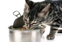 Mokra karma dla kota