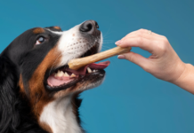 Przysmaki w treningu